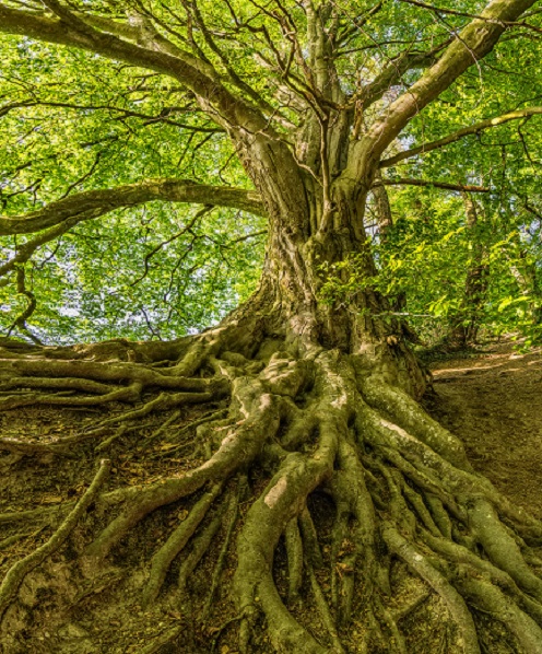 Beautiful green tree with many-branching roots