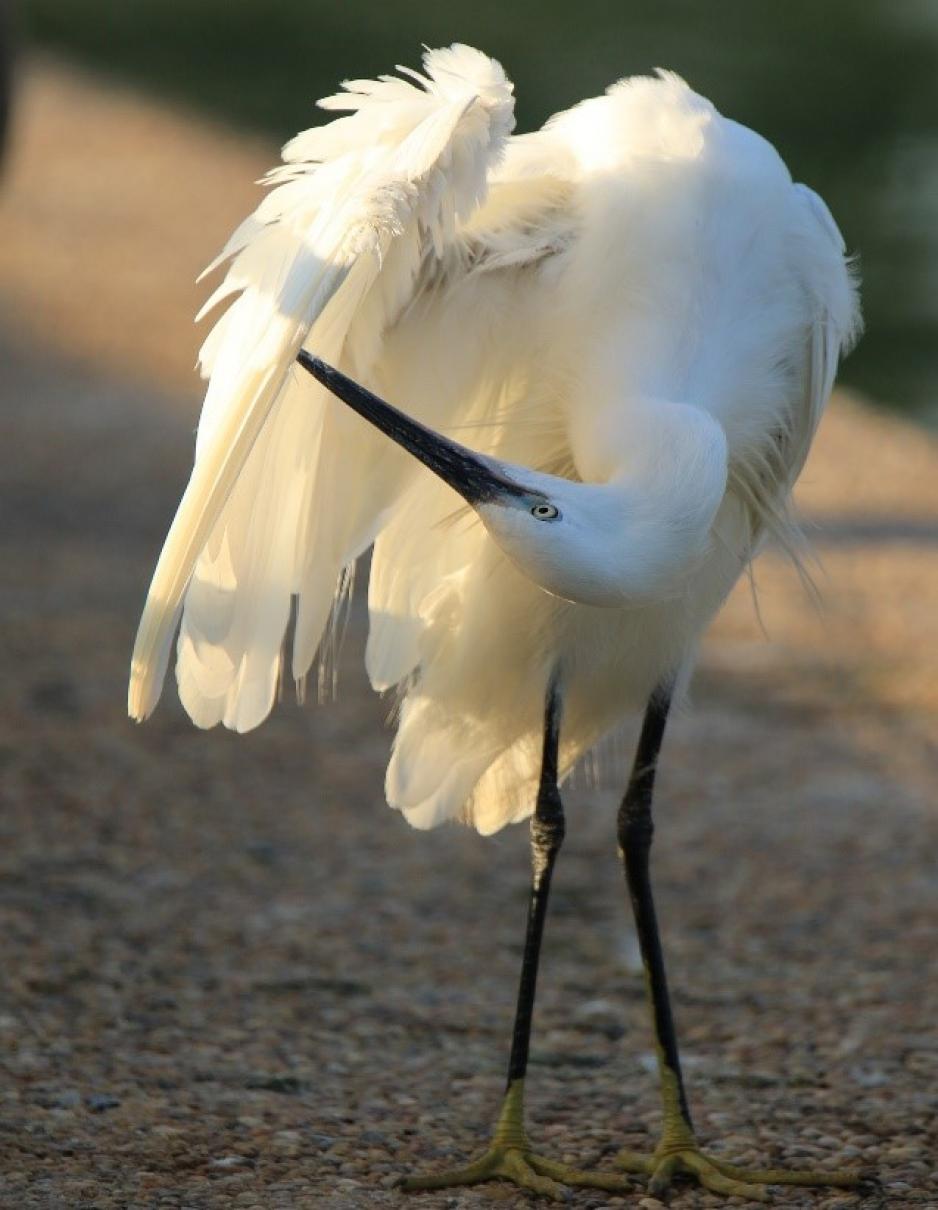 Egret bending its neck to clean its wing