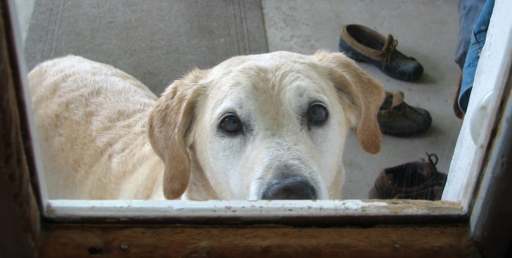 Image source. Licensed by creative commons.